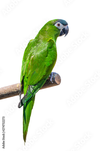 Hanh macaw or red-shouldered macaw, beautiful green birds perched on the bran...