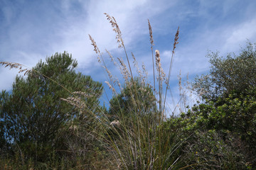 Poster - Paesaggio