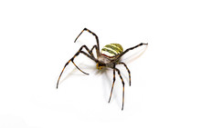 Yellow Black Spider On White Background. Tropical Insect Crab Spider Closeup Photo. Exotic Spider Detailed Macrophoto