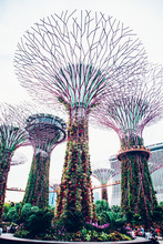 SINGAPORE, SINGAPORE - MARCH 2019:Supertree Grove & OCBC Skyway At Garden By The Bay