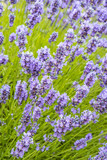 Fototapeta Lawenda - flower field in the garden with densely blooming purple lavender flowers