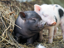 Cute Little Pigs In The Farm. Portrait Of A Pig