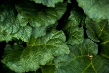 Closeup Macro Of Rhubarb Pieplant Leaves Green Background Texture
