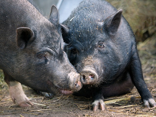 Cute little pigs in the farm. Portrait of a pig