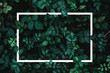 © DedMityay - Green leaves or plants background with white frame for text as mockup for card