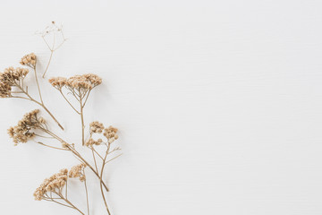 Wall Mural - Dry floral branch on white background. Flat lay, top view minimal neutral flower composition.
