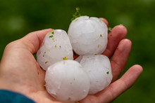 Huge Hailstones After A Severe Thunderstorm In The Hand Of A Young Woman.
