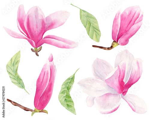 Magnolia flower hand drawn watercolor raster illustrations set