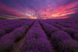 Fototapeta Krajobraz - Lavender field. Beautiful lavender blooming scented flowers with dramatic sky. Lavender field sunset and lines