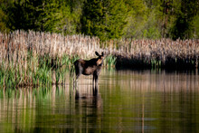 A Moose Wading In A Lake In Colorado Wetlands