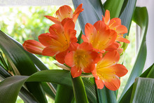 Clivia In Bloom