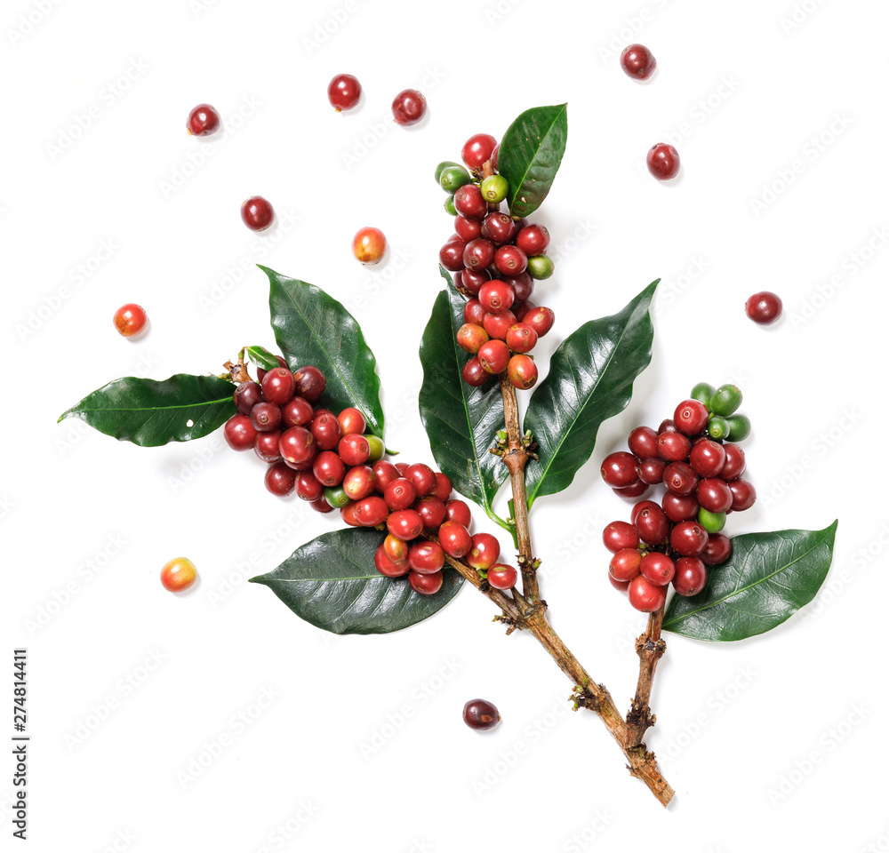Organic Coffee Beans with Coffee Leaves isolated on white background ...