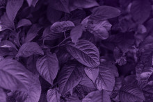 Purple Leaf Texture. Beautiful Leaves Texture Background.