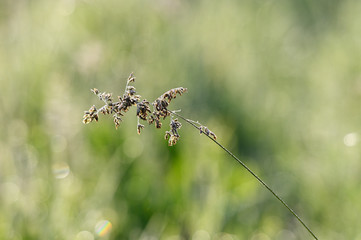 Canvas Print - Pollen on grass in meadow.