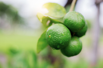 Lemon of droplet with sunrise.