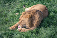 Young Lion Licking Paw Lying On Green Grass