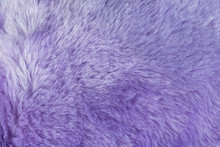 Texture Of Shaggy Fur Background With Purple Color. Detail Of Soft Hairy Skin Material.