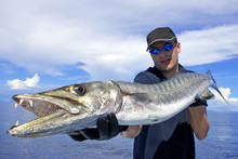 Deep Sea Fishing, Catch Of Fish, Big Game Fishing, Fisherman Holding A Giant Barracuda