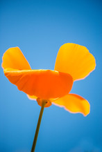  Californian Poppy, Closeup Of The Flower In Back Lighting