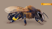 Bee. 3d Realistic Vector Icon