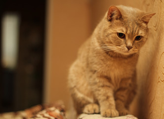 Magnificent brown british cat, closeup. Pure breed british cat on the sofa. 