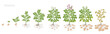 Crop stages of potatoes plant. Growing spud plants. The life cycle. Harvest potato growth animation progression. Solanum tuberosum.
