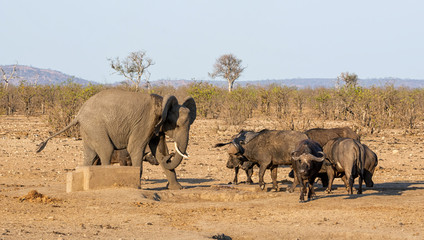 Wall Mural - Busy Watering Hole