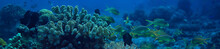 Coral Reef Underwater / Lagoon With Corals, Underwater Landscape, Snorkeling Trip