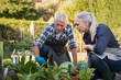 © Rido - Senior couple picking vegetables