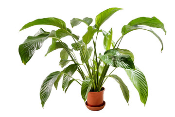 Green flower plant growing in brown pot isolated on white background