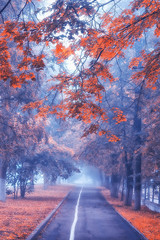 autumn landscape morning in the fog / alley in the city park, misty landscape in the city, trees in 