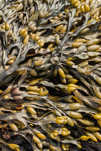 Close Up Of Bladder Wrack Seaweed (Fucus Vesiculosus)