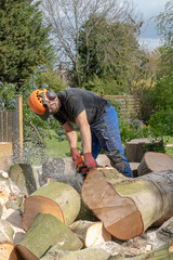 Sticker - An Arborist or tee surgeon uses a chainsaw to cut up a fallen tree.