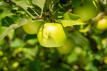 fresh delicious apples on a tree in the garden