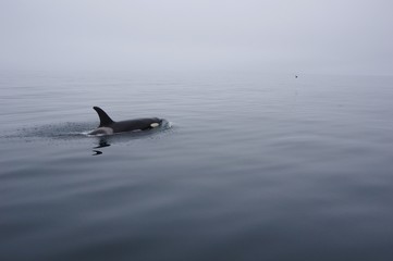 daydream, seabird and orca in shiretoko, japan　海鳥とシャチ　北海道知床