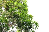 Fototapeta Sypialnia - Mango tree with mangoes/Kerala