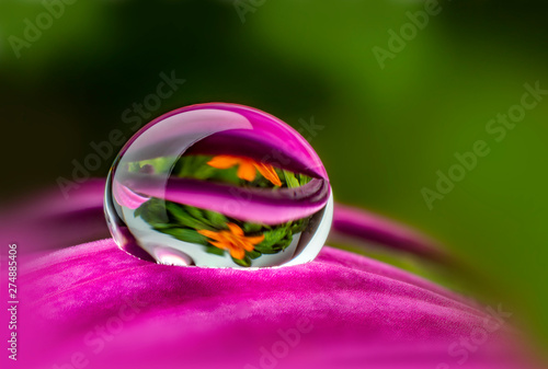 water drop on a flower - macro photo