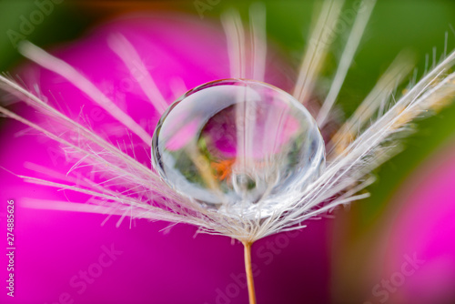 dandelion seed with water drop - macro photo