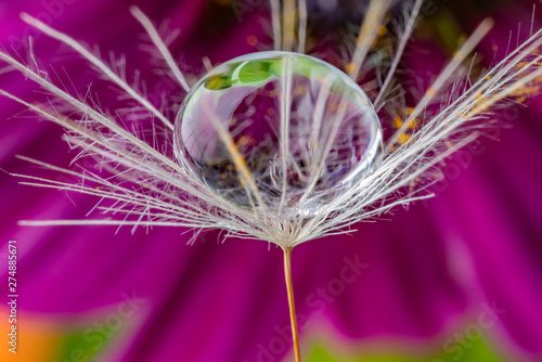 dandelion seed with water drop - macro photo