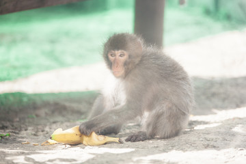 Wall Mural - Native Japanese macaque Macaca fuscata known as the snow monkey, eating banana in a park