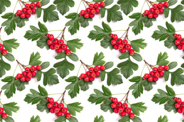 Wall Mural - Pattern berry red whitethorn on a branch with green leaves