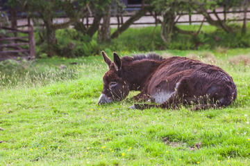 Wall Mural - brown donkey