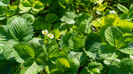 Green strawberry leaves with two blooming flowers texture (background) - Image.