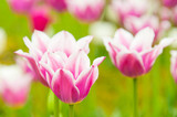 Fototapeta Tulipany - Bicolored white and violet tulips in sunny day fully open with green background close up