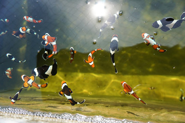 Wall Mural - Amphiprion percula