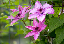 Flower Pink Clematis. This Beautiful And Lush Flowering Vine Gives People Its Charm And Beauty.