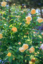 A Large Bush Of English Yellow Roses, Abundant Flowering, Many Flowers And Buds