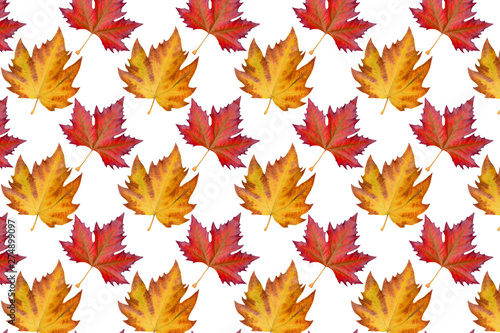 Pattern sycamore brown autumn leaf on white