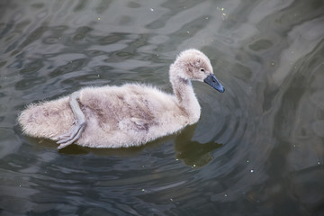 Wall Mural - baby swan in the lake