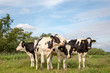 © Clara - Four beautiful young black and white cows, Friesian Holstein, stand close together in a meadow under a blue sky with clouds.